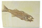 Uncommon Fish Fossil (Mioplosus) - Wyoming #356732-1